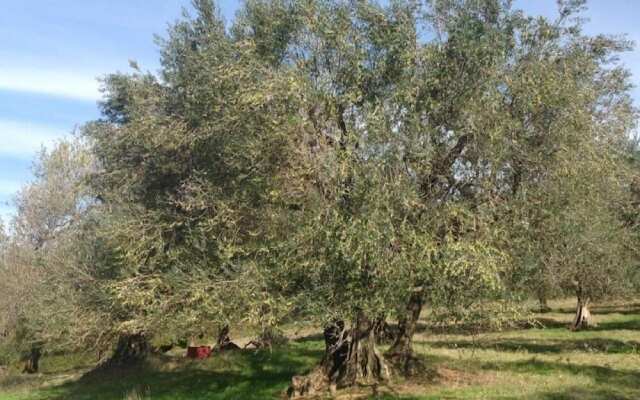 Agriturismo Il Cavone