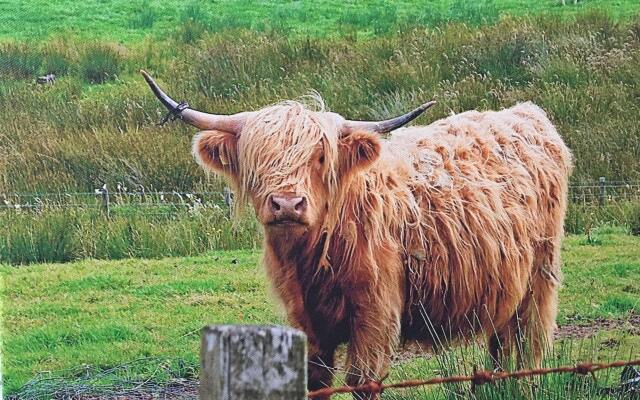 Scottish Highlander Guesthouse