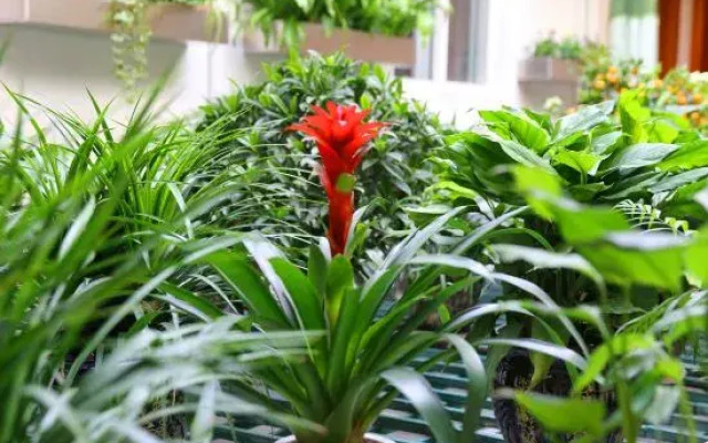 Wuzhen Flower House