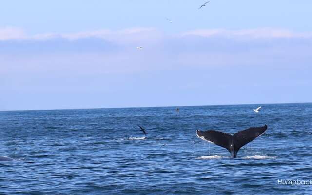 Great Blasket Island Accommodation