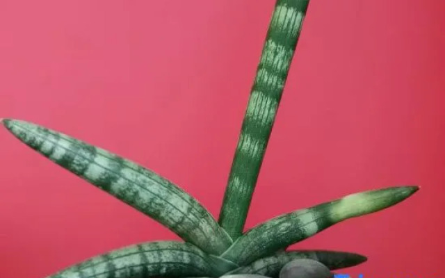 Traveler Time Seaview Hotel