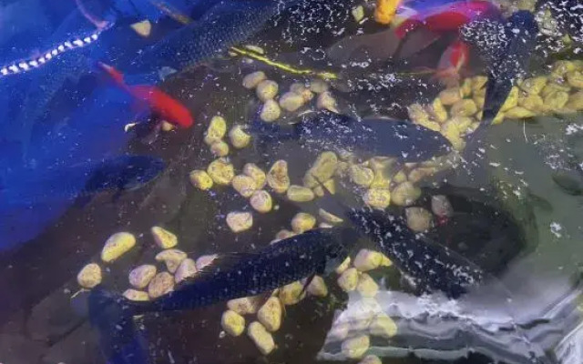 Ruyuan Boutique Homestay (Dali Erhai Caicun Branch)