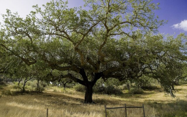Herdade da Maroteira