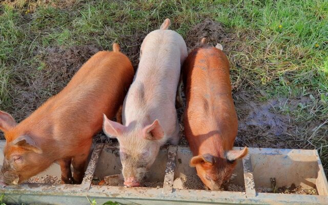 Double Decker Bus on an Alpaca Farm Sleeps 8