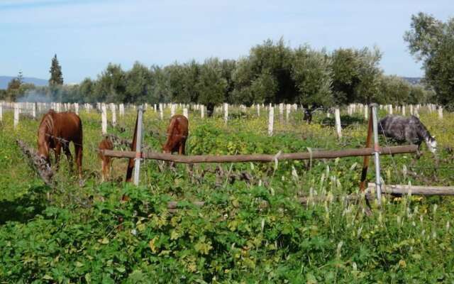 Ryad des Vignes