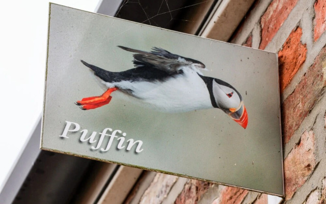 Puffin