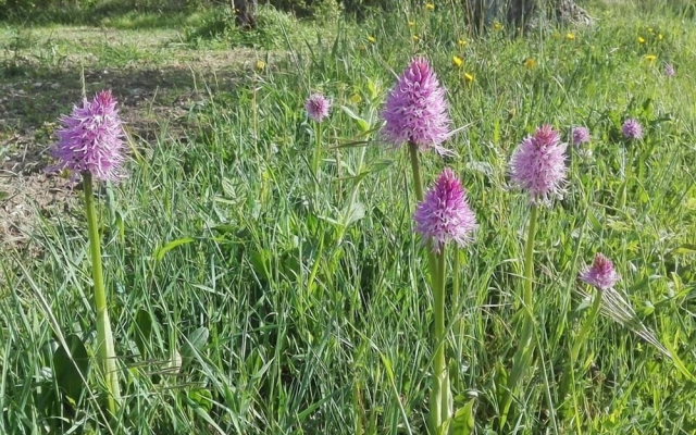 Fattoria Sociale Il Giardino dei Ciliegi