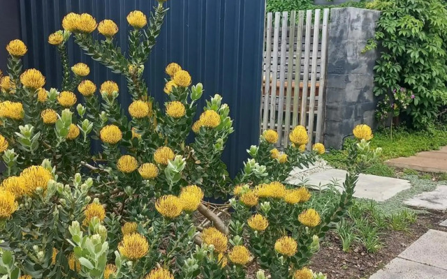 Yellow Door Hermanus