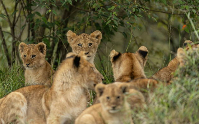 The Ritz-Carlton, Masai Mara Safari Camp
