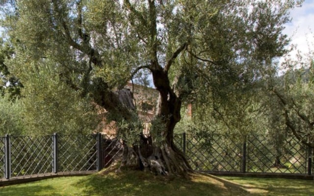Relais Gli Ulivi