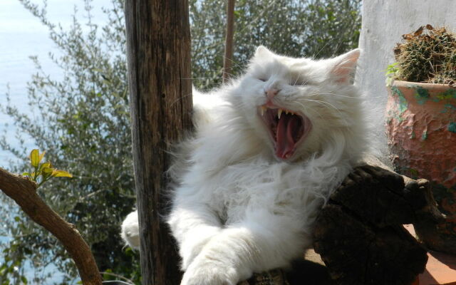 La Dolce Vita Residence