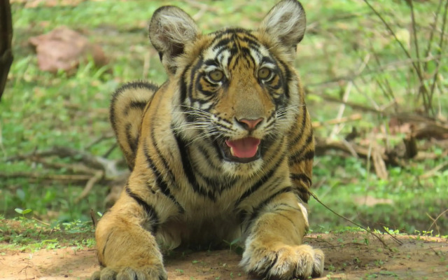 Treebo Trend Rajputana