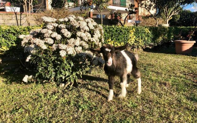 B&B Annetta