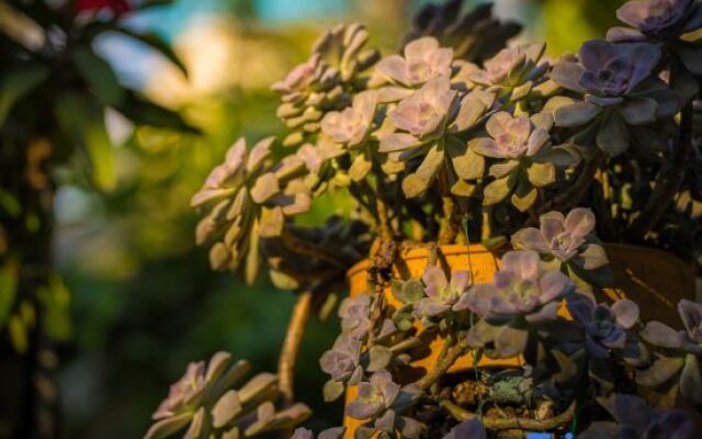 Xishuangbanna Jinghong Zhongtai Homestay (Rainforest Lanshan Branch)