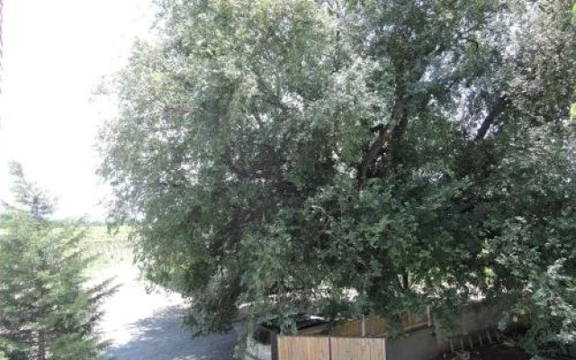 Shaloshvili's Cellar Hotel