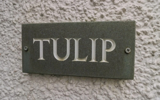 Tulip