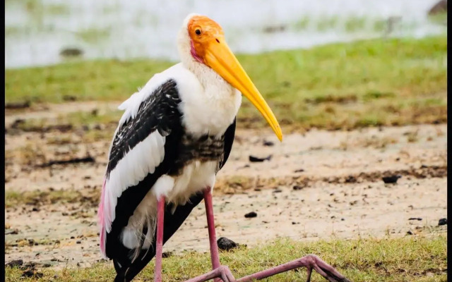 Sulanga Holiday Safari Resort