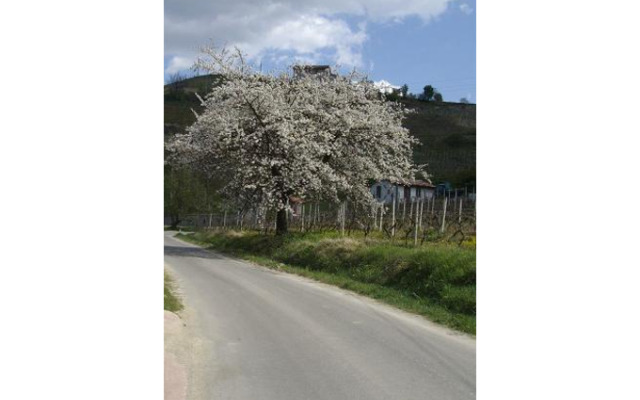 La Martinella