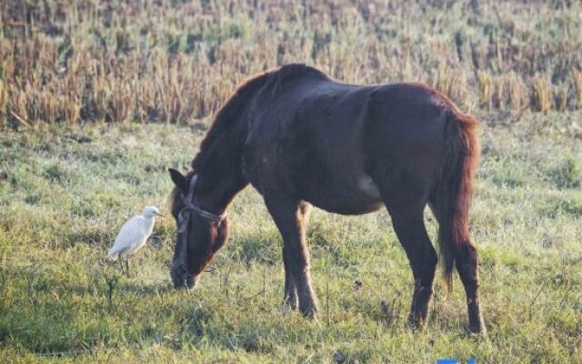 Pu zhe hei he mu Xiao Zhu min su