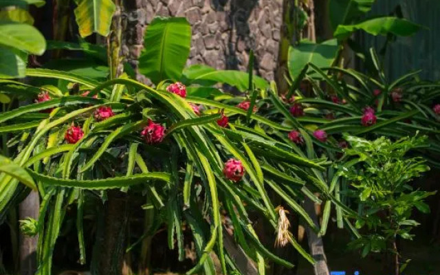 Xishuangbanna Lanzhu Villa Hotel