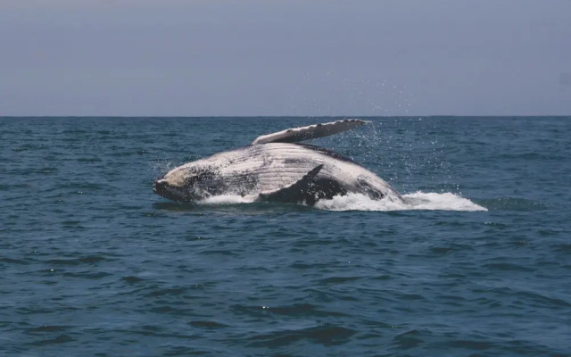 Apart Hotel Las Cherelas