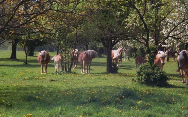Ferienwohnung Siebmann
