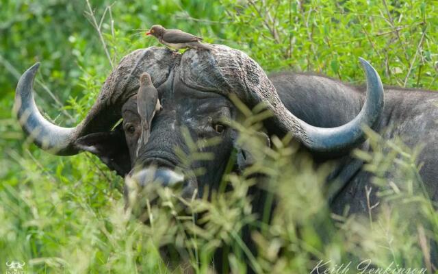 Inyati Game Lodge