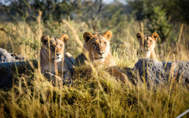 Sanctuary Chiefs Camp