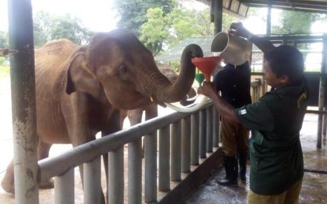 Domain Elephant Bungalow