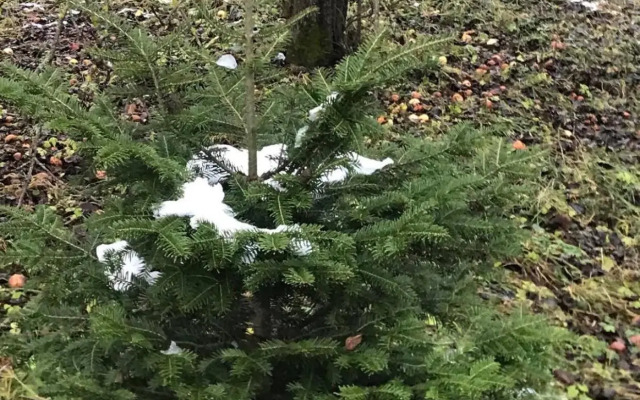 Золота Рибка