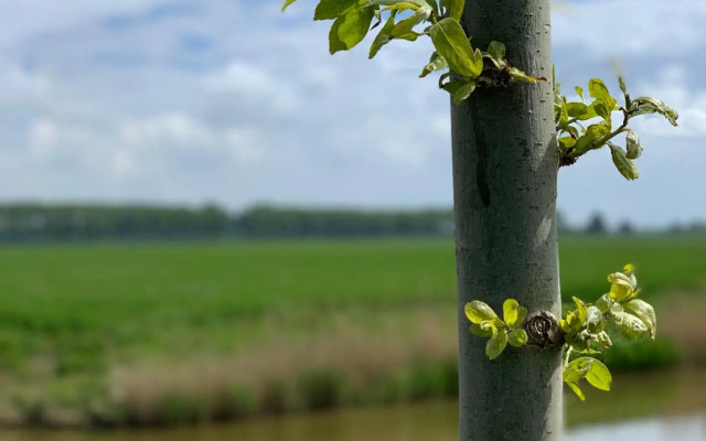 Vakantiewoning Kortgene