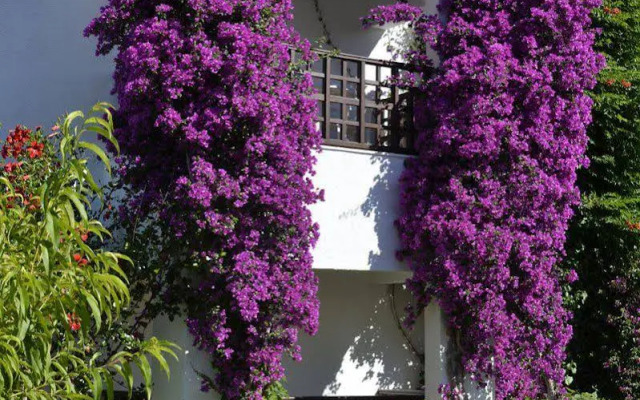Emelda Sun Club Hotel