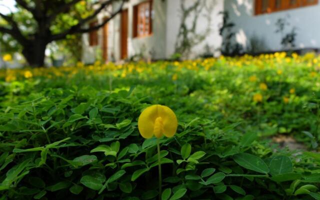 Dao Hoa Vang Villa