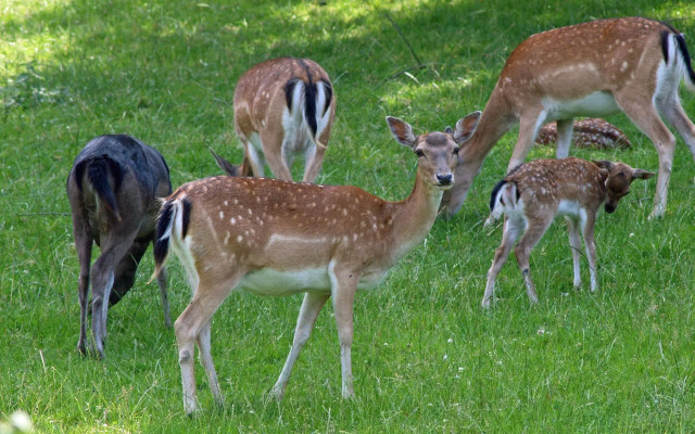 Waldhotel Felsenkeller