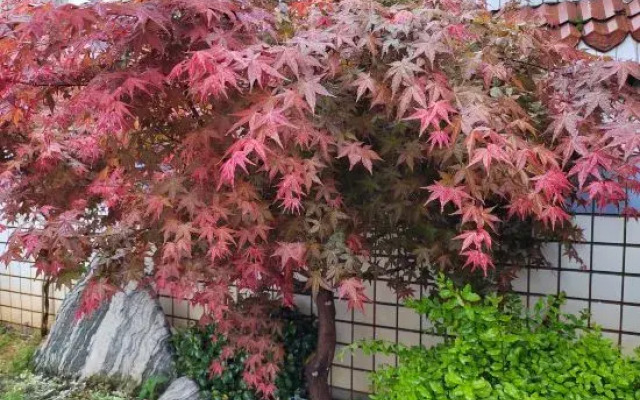 Jinqiu Courtyard Hotel