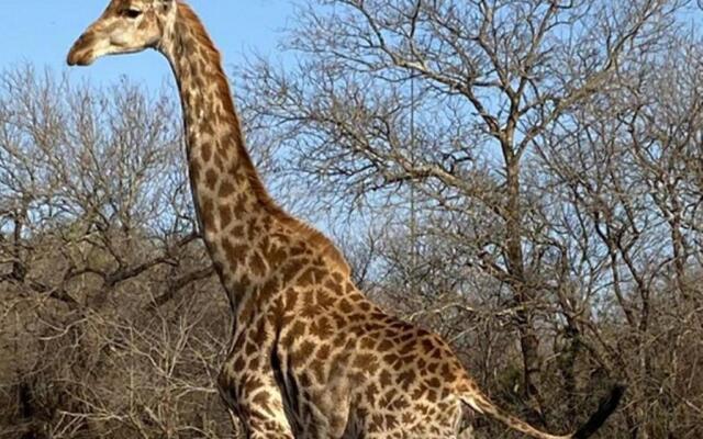 The Den at Kruger 3479