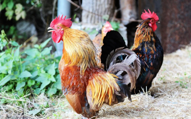 La Ferme des Isles