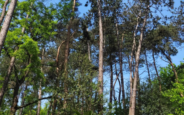 Secret Wellness Boszicht