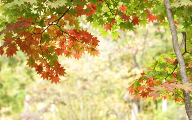 Yamanoryosha Nakaodaira