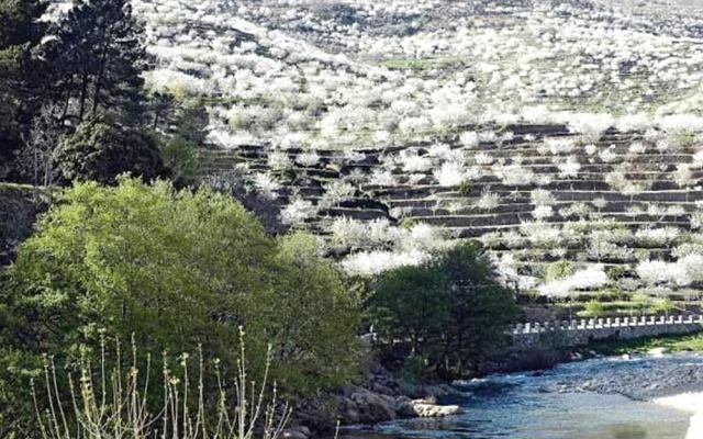 El Castaño Centenario