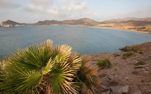 Albaricoques Rural