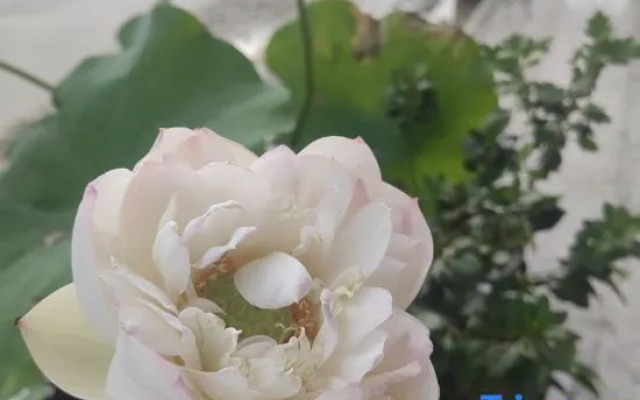 Yunduan Tea House Homestay (Yunshuiyao Branch)