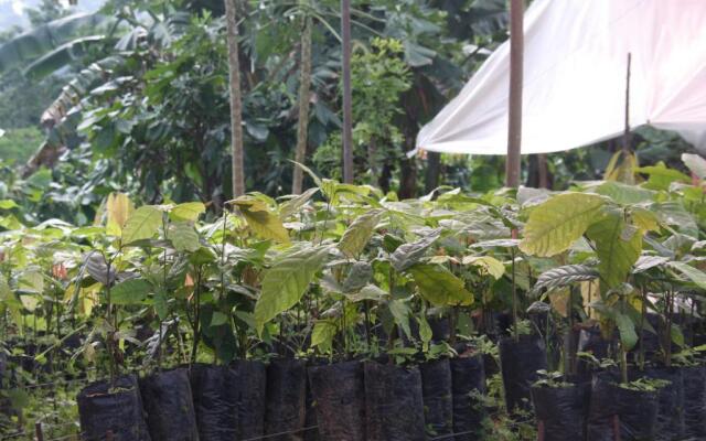 Finca Amistad Cacao Lodge