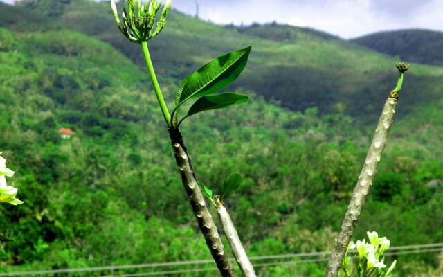 Tombong Limo Home Stay