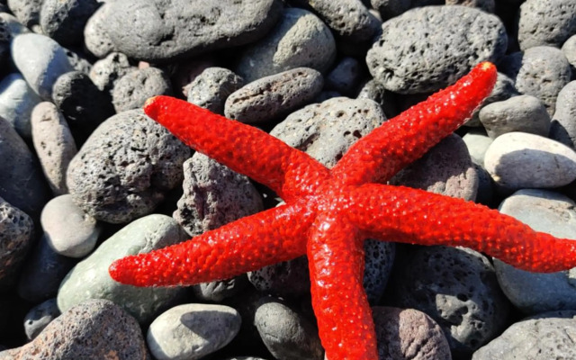 Palm garden paradise