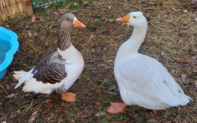 't Hertje