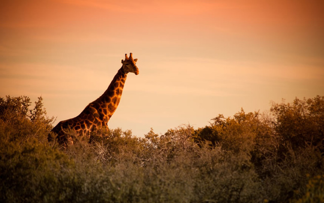 Buffelsdrift Game Lodge