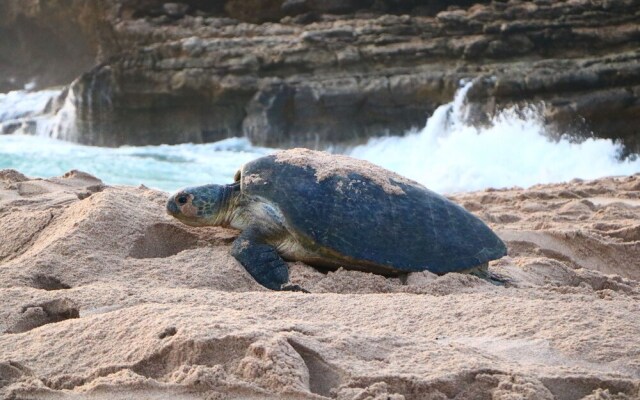 Turtle Guest House