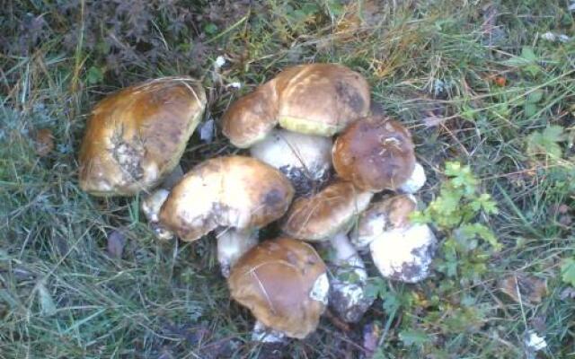 Albergo Ristorante Guerri