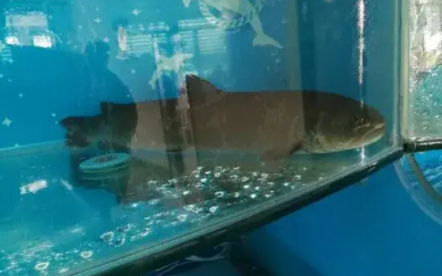 Jingpohu Tianyuange Restaurant